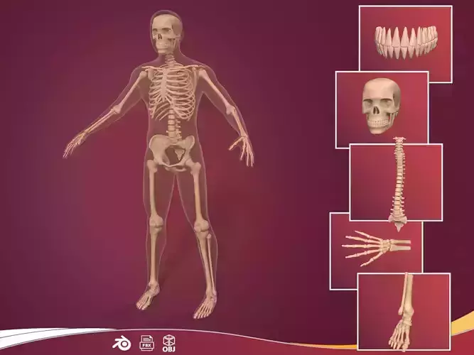 Human Skeleton - Body -- Hand Foot Spine Skull Teeth Tailbone Low-poly 3D model