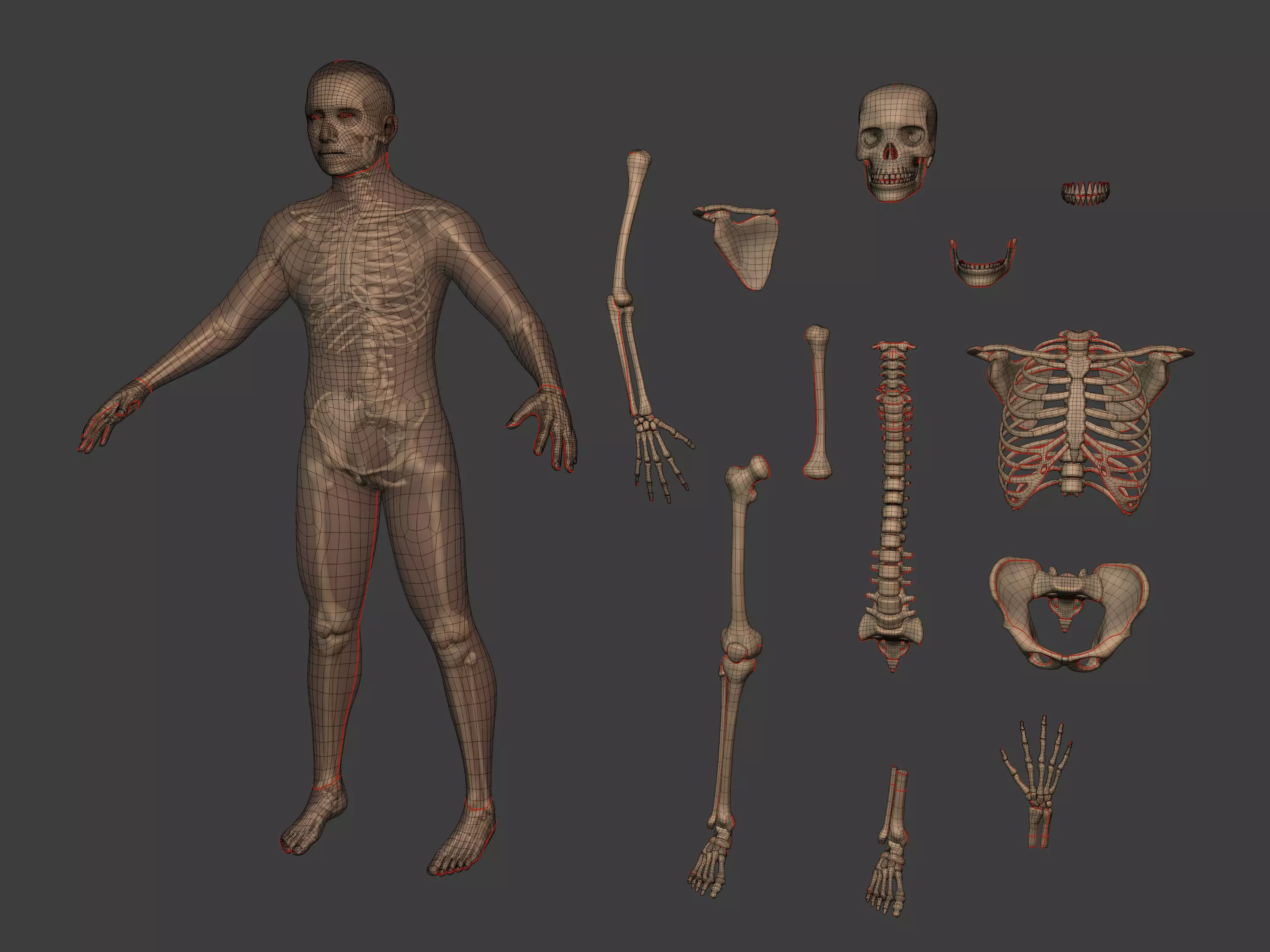 Human Skeleton - Body -- Hand Foot Spine Skull Teeth Tailbone Low-poly 3D model_2
