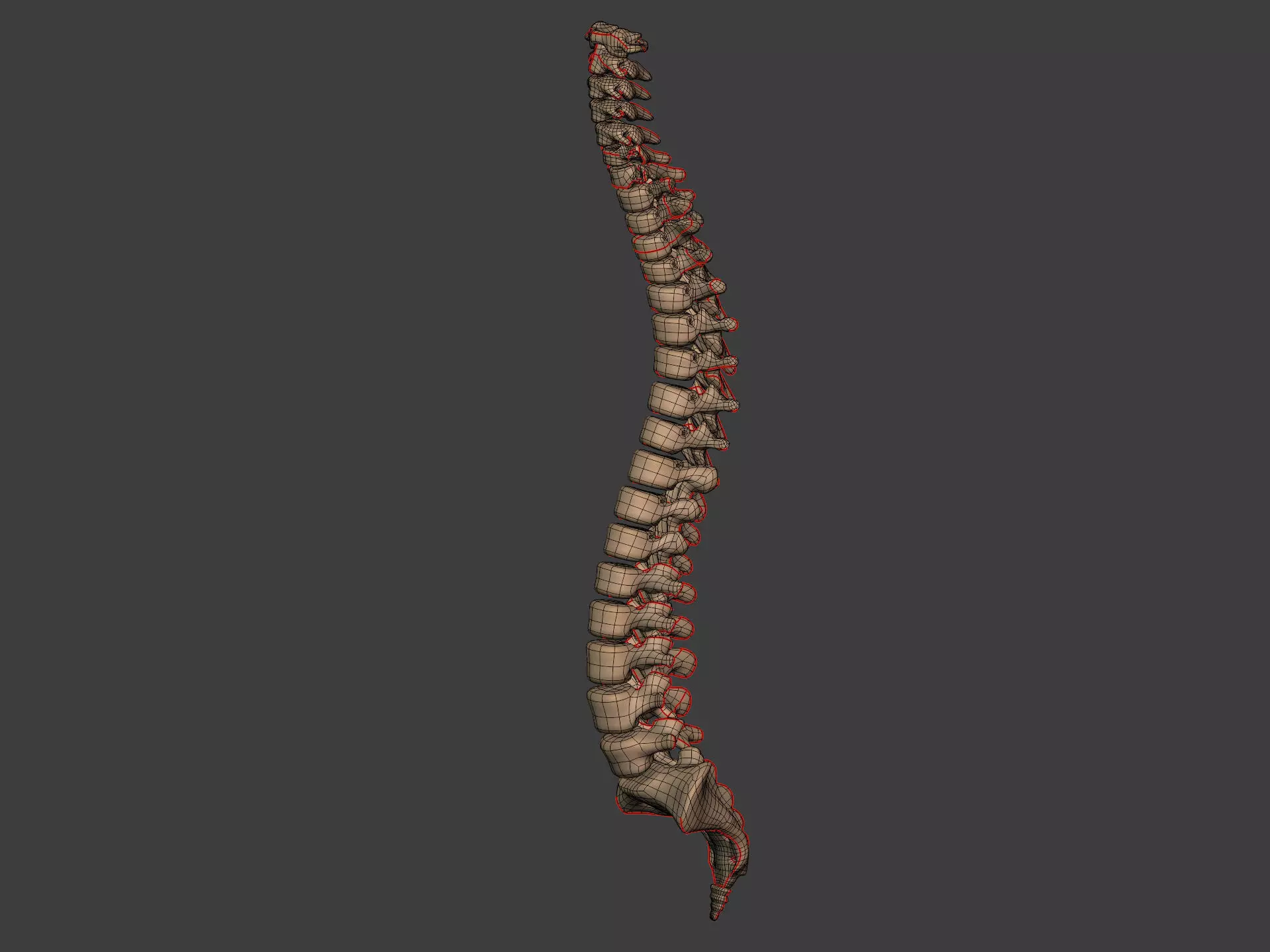 Human Skeleton - Body -- Hand Foot Spine Skull Teeth Tailbone Low-poly 3D model_16