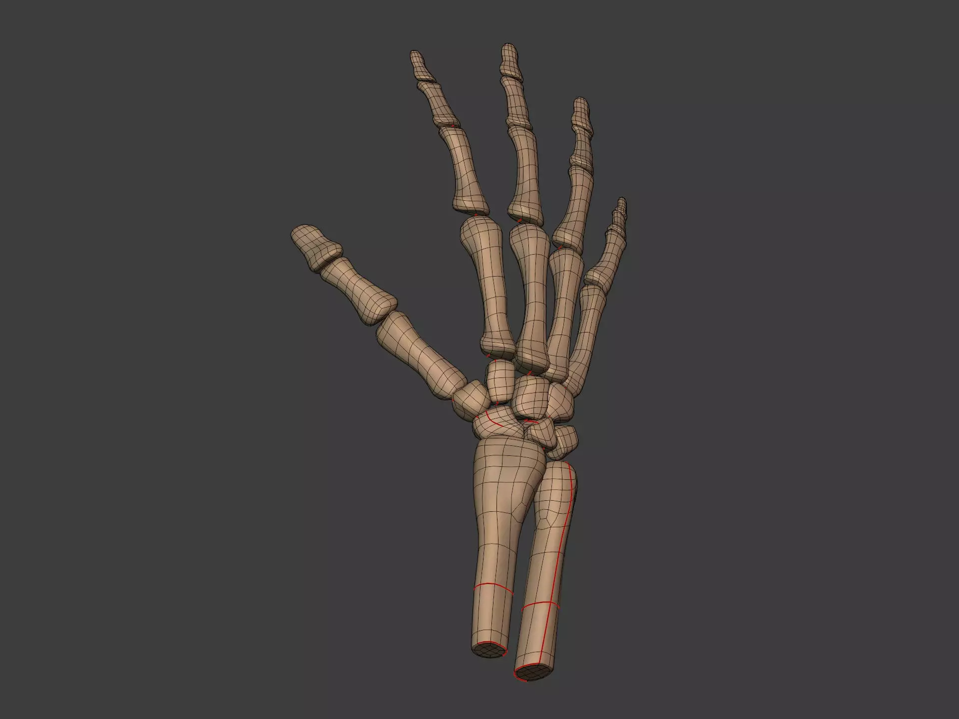 Human Skeleton - Body -- Hand Foot Spine Skull Teeth Tailbone Low-poly 3D model_15