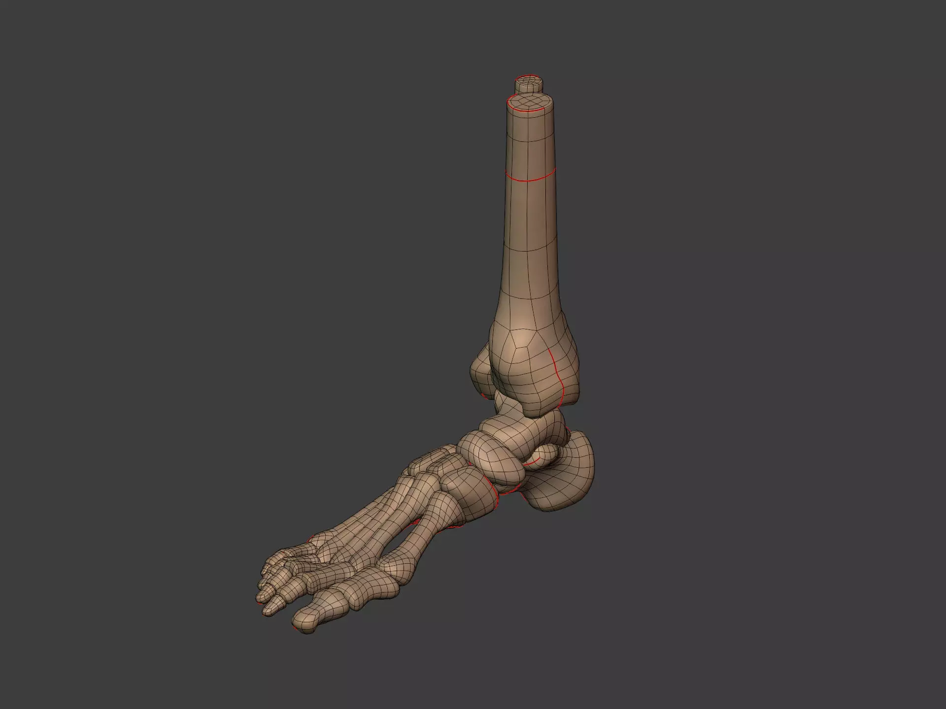 Human Skeleton - Body -- Hand Foot Spine Skull Teeth Tailbone Low-poly 3D model_14