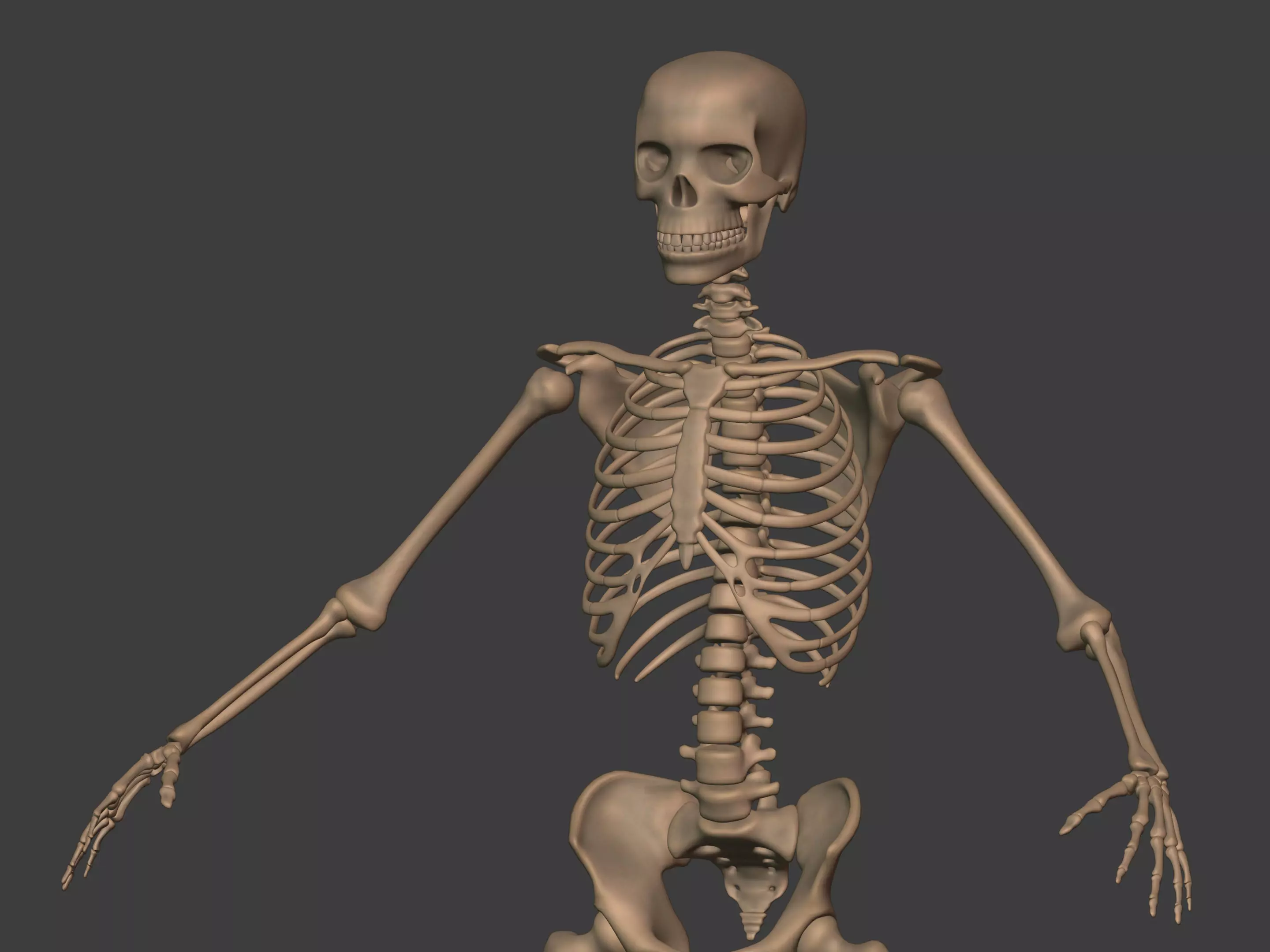 Human Skeleton - Body -- Hand Foot Spine Skull Teeth Tailbone Low-poly 3D model_8