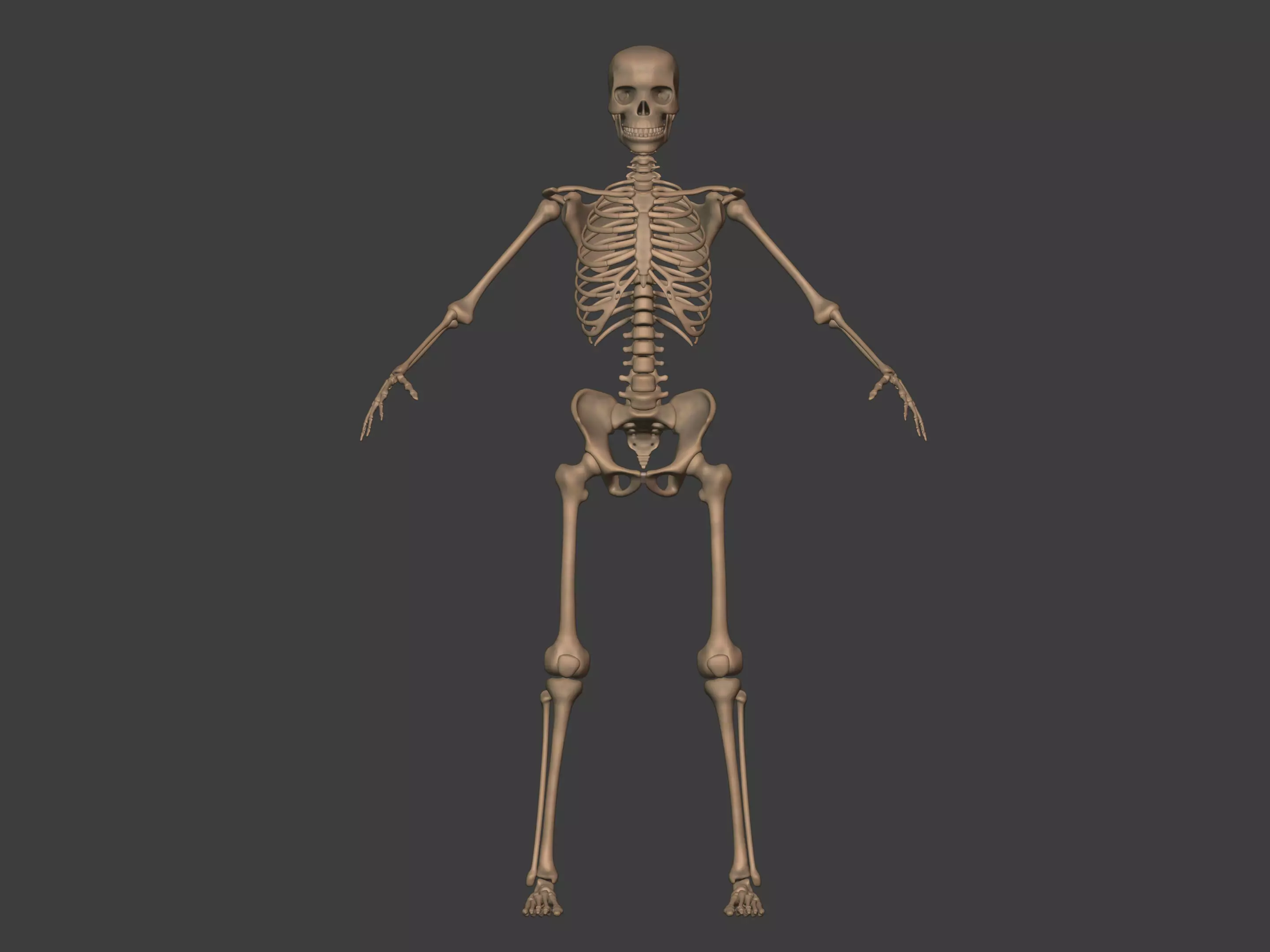 Human Skeleton - Body -- Hand Foot Spine Skull Teeth Tailbone Low-poly 3D model_7