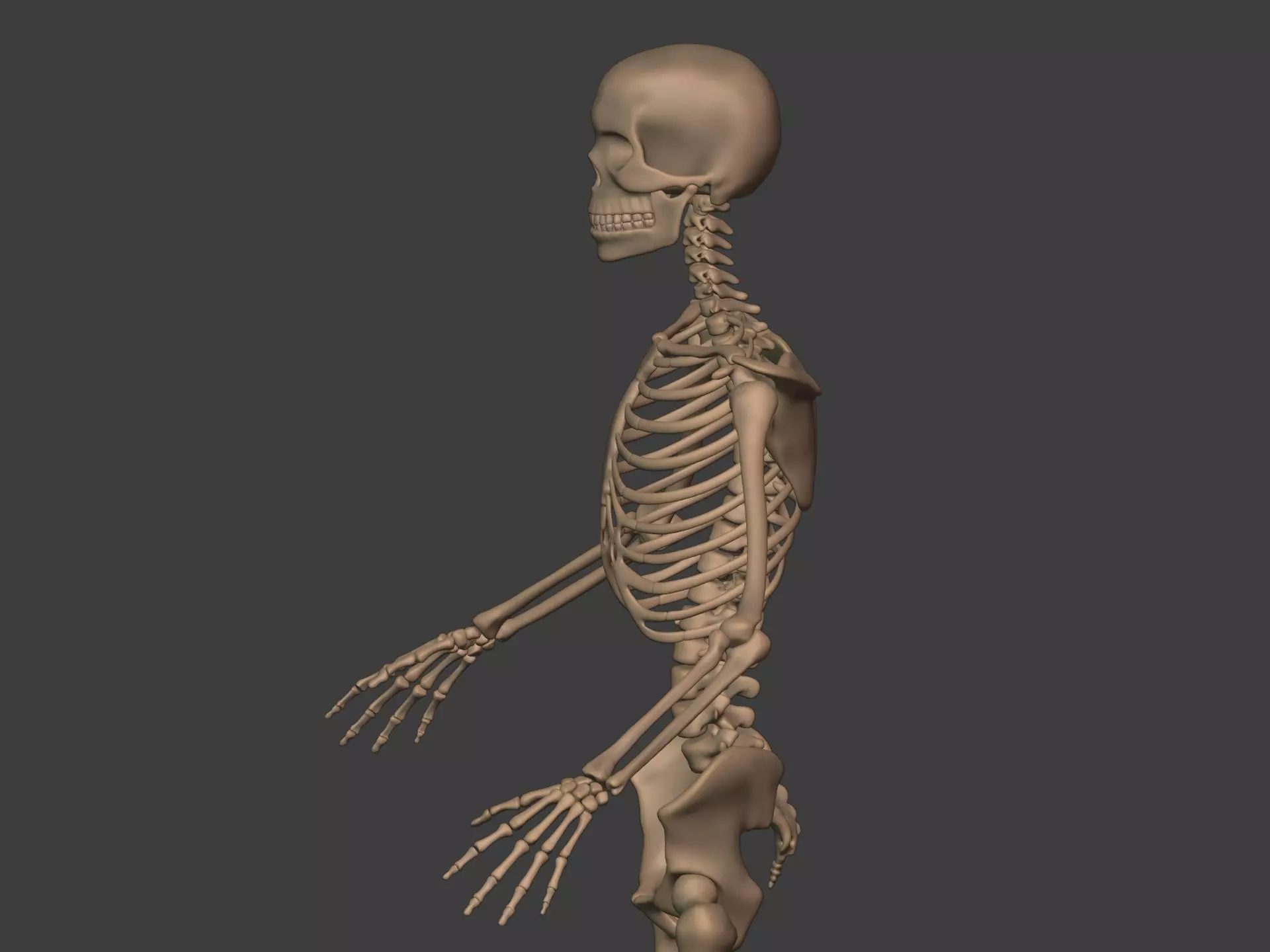 Human Skeleton - Body -- Hand Foot Spine Skull Teeth Tailbone Low-poly 3D model_9