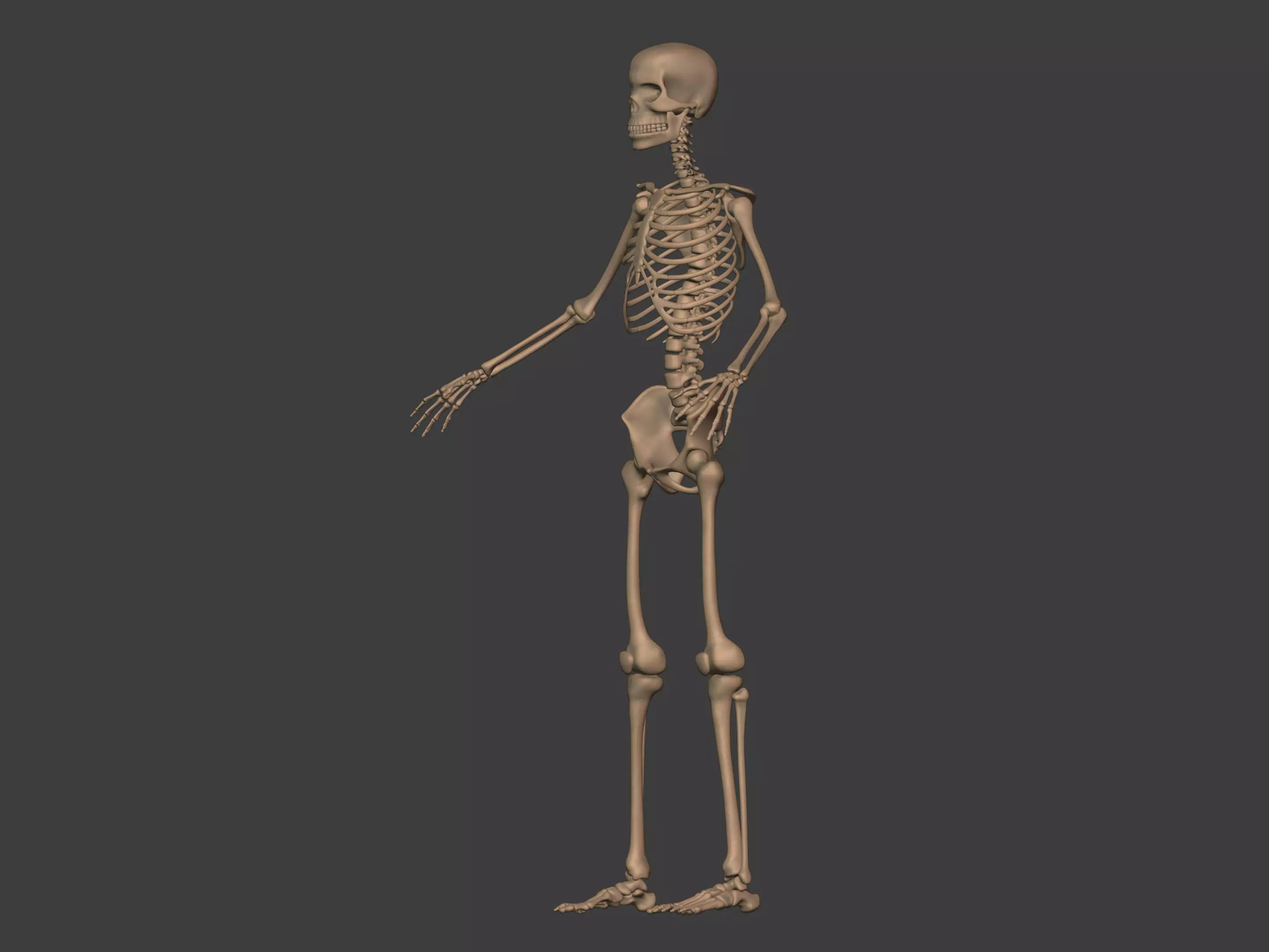Human Skeleton - Body -- Hand Foot Spine Skull Teeth Tailbone Low-poly 3D model_6