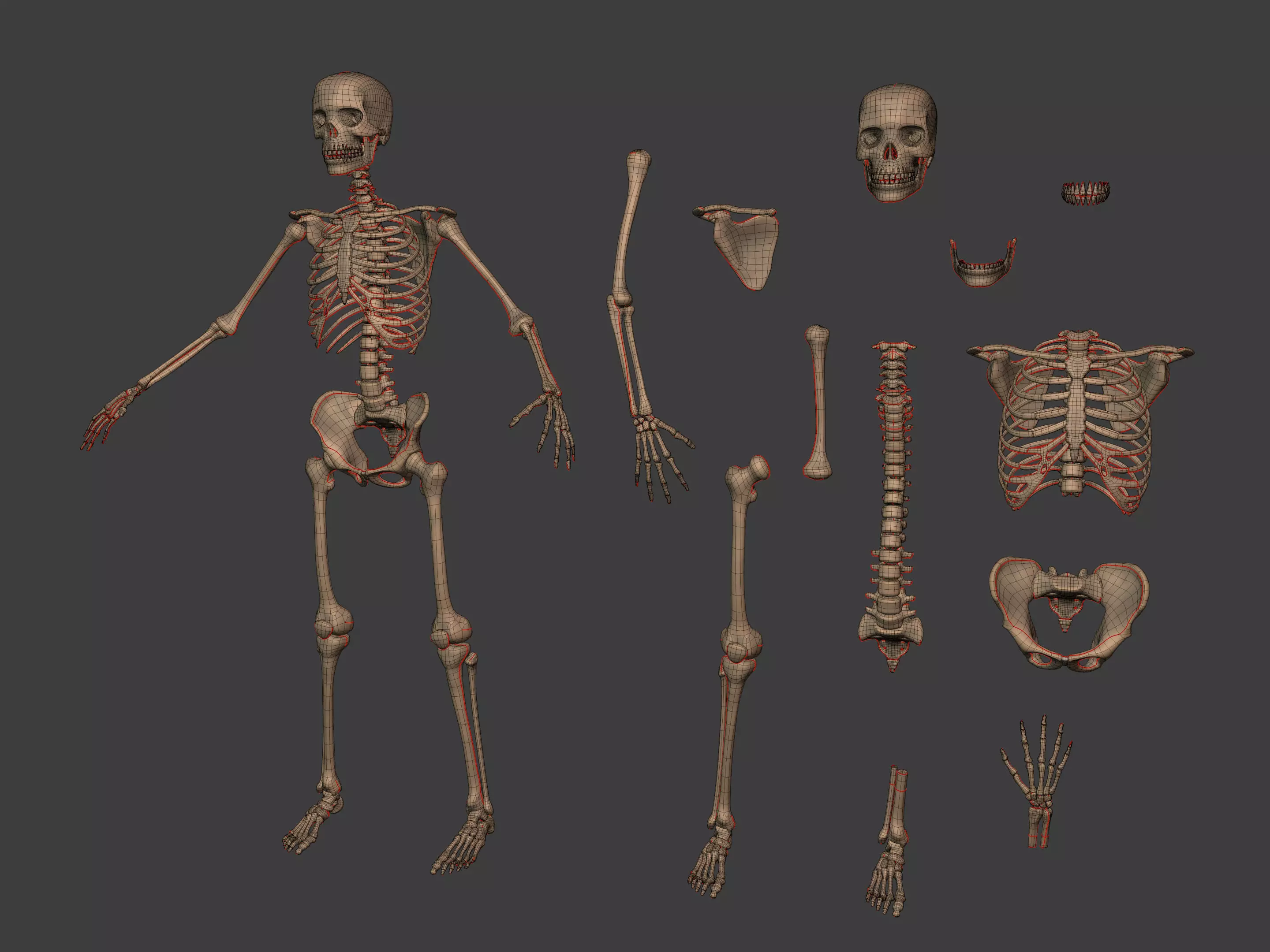 Human Skeleton - Body -- Hand Foot Spine Skull Teeth Tailbone Low-poly 3D model_3