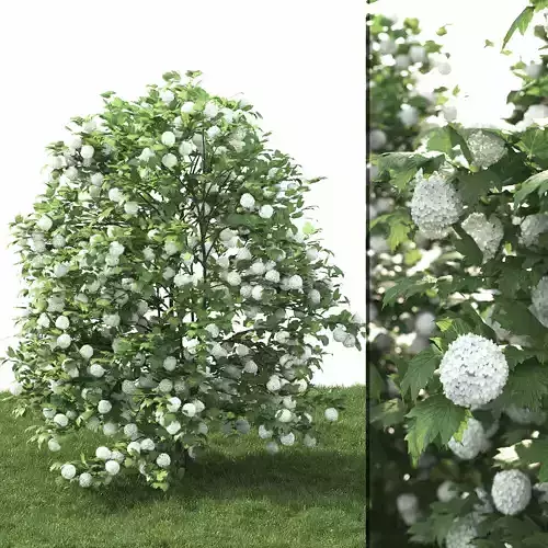 Viburnum guelder-rose 3D model
