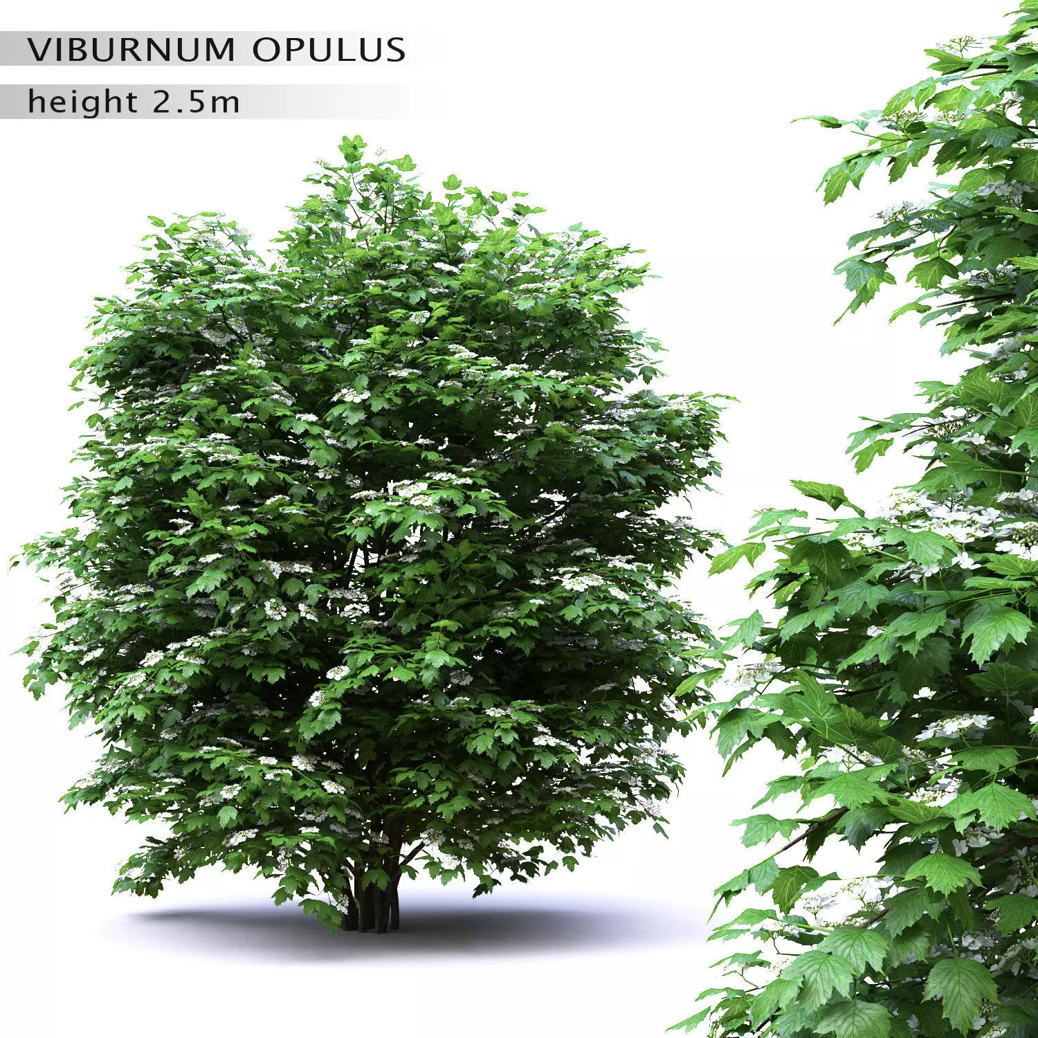Viburnum flowering 01  3D model_0