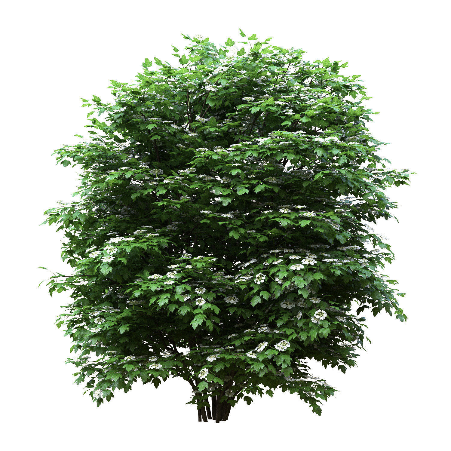 Viburnum flowering 01  3D model_1
