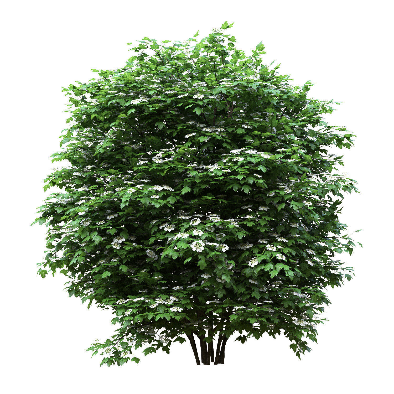 Viburnum flowering 01  3D model_3