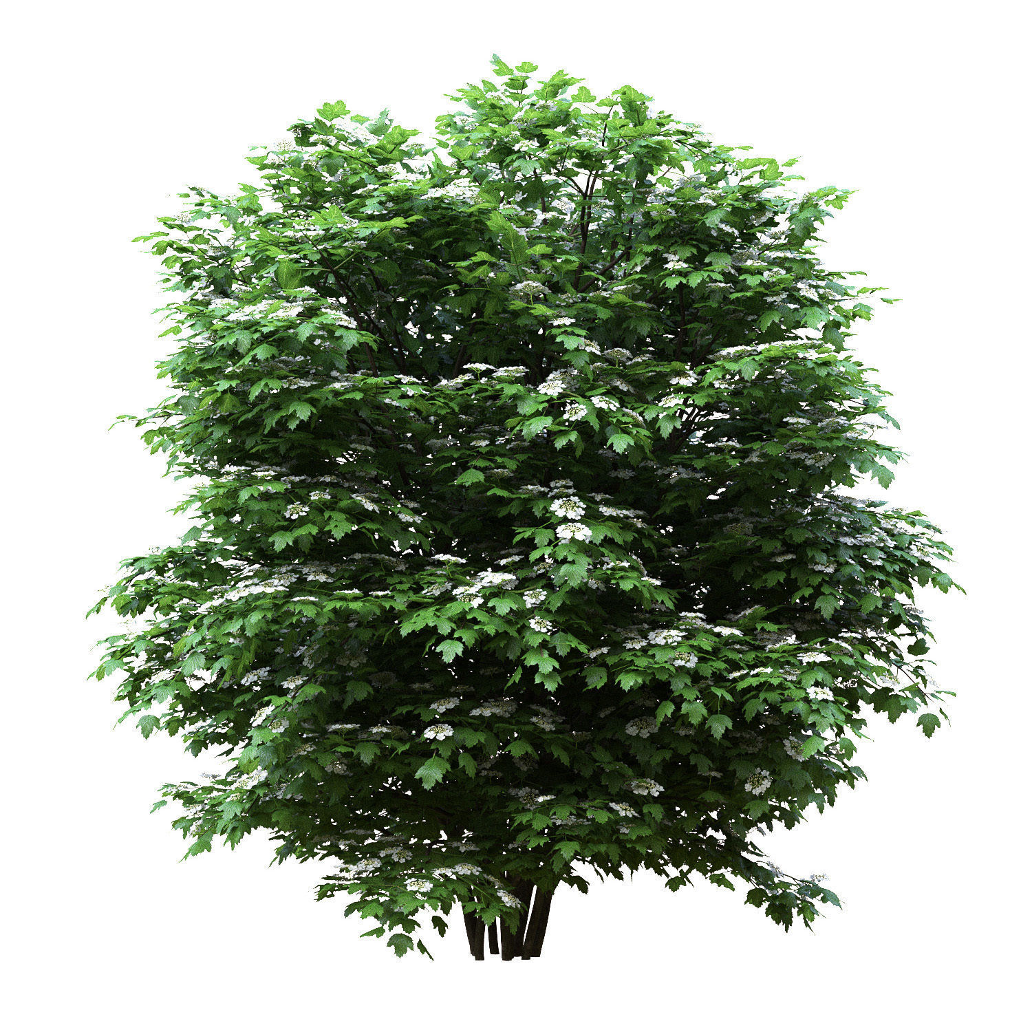 Viburnum flowering 01  3D model_2