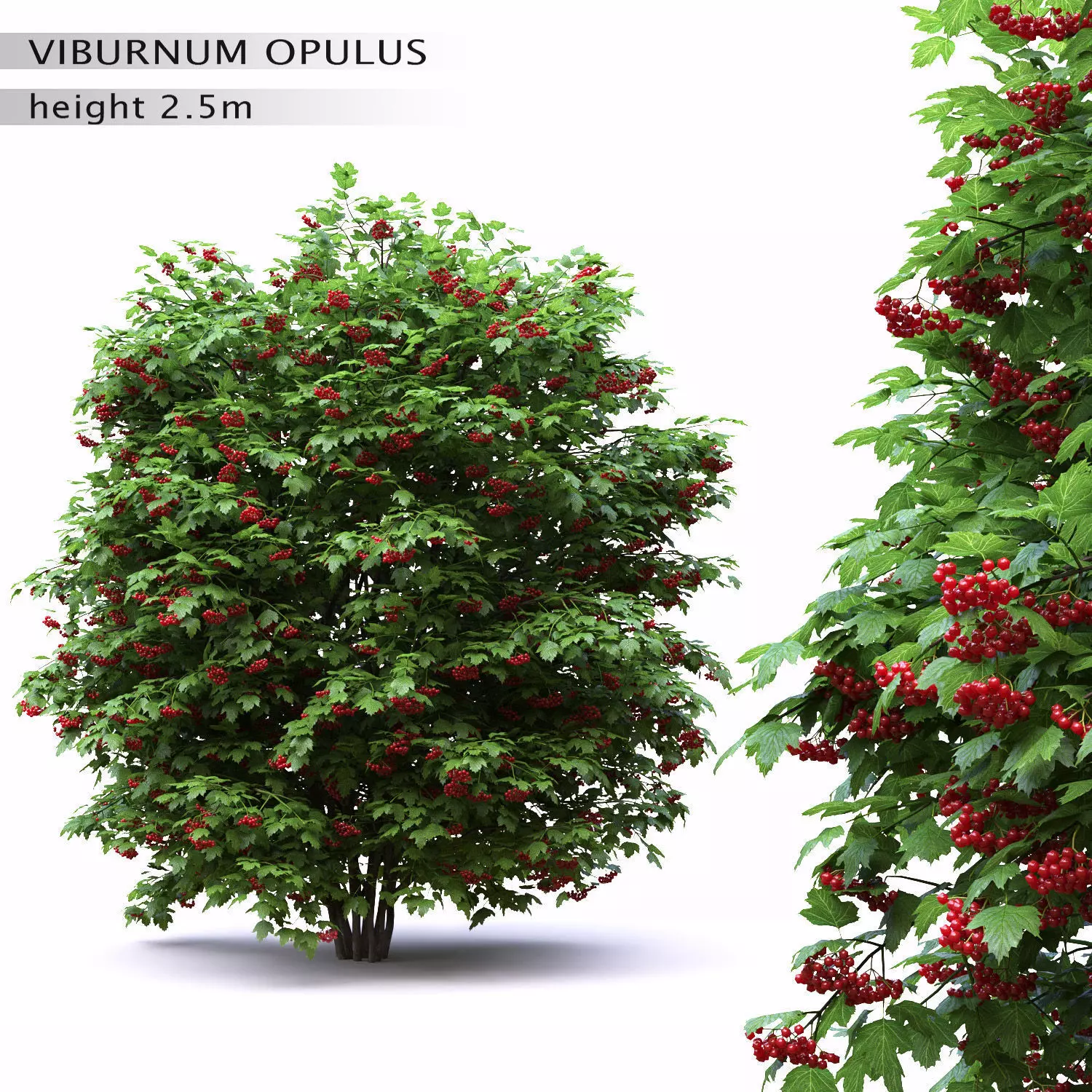 Viburnum opulus 3D model