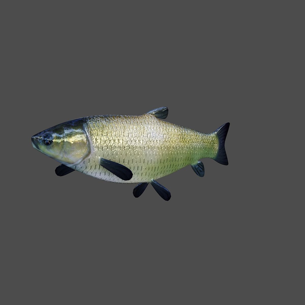 Grass Carp Animated Model Low-poly 3D model_3