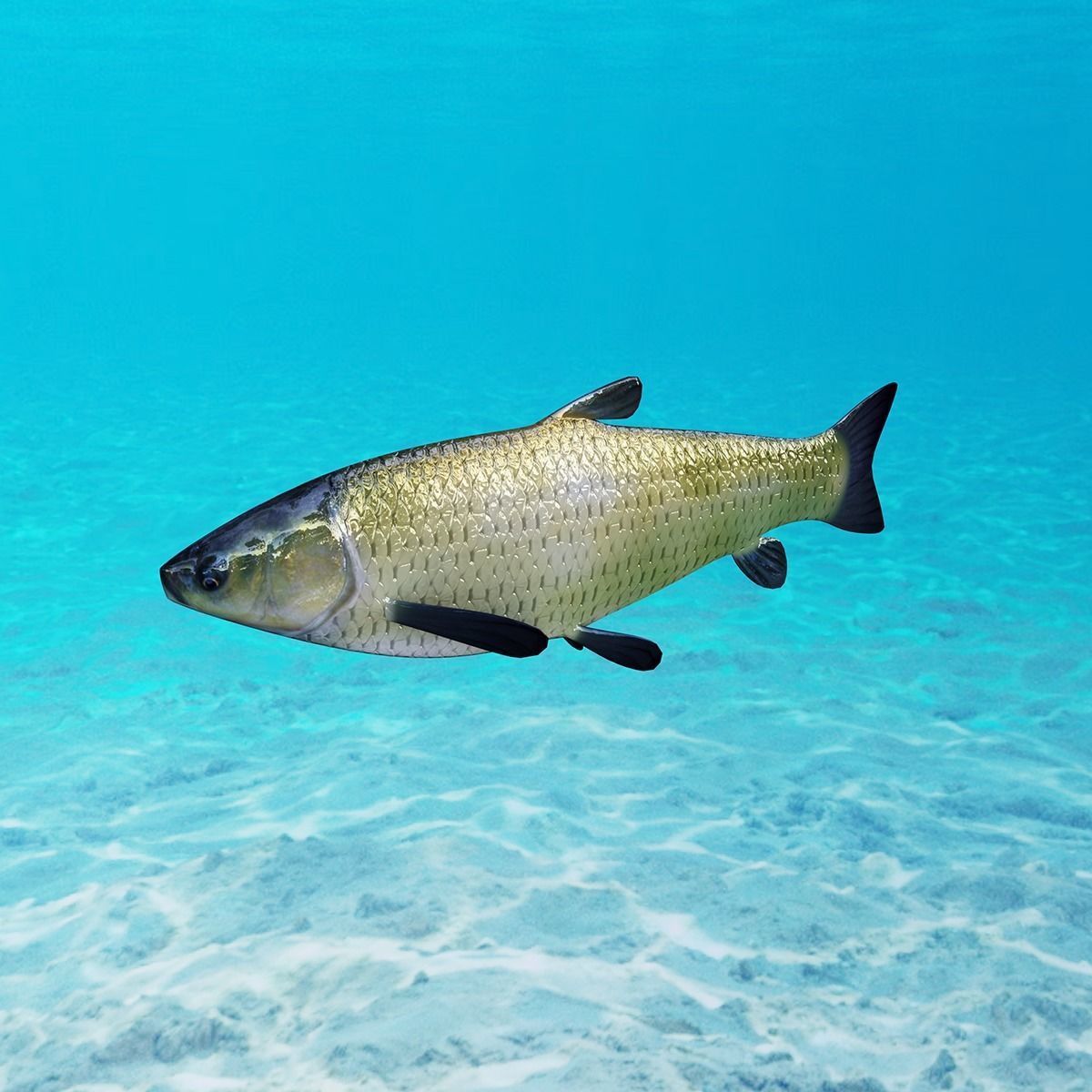 Grass Carp Animated Model Low-poly 3D model_1