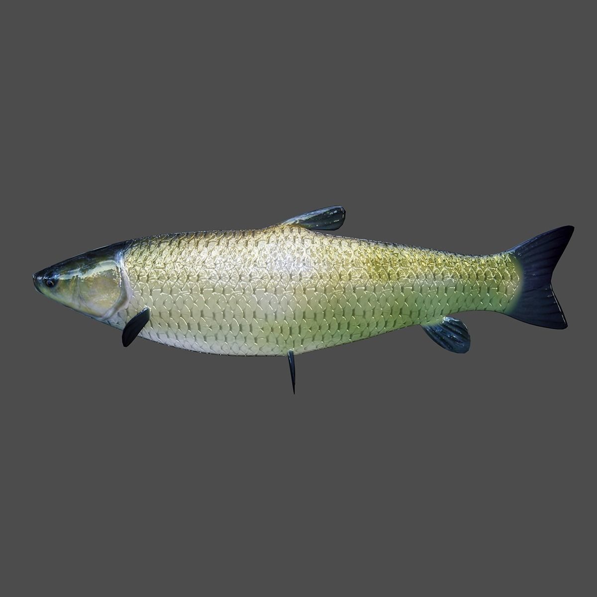 Grass Carp Animated Model Low-poly 3D model_2