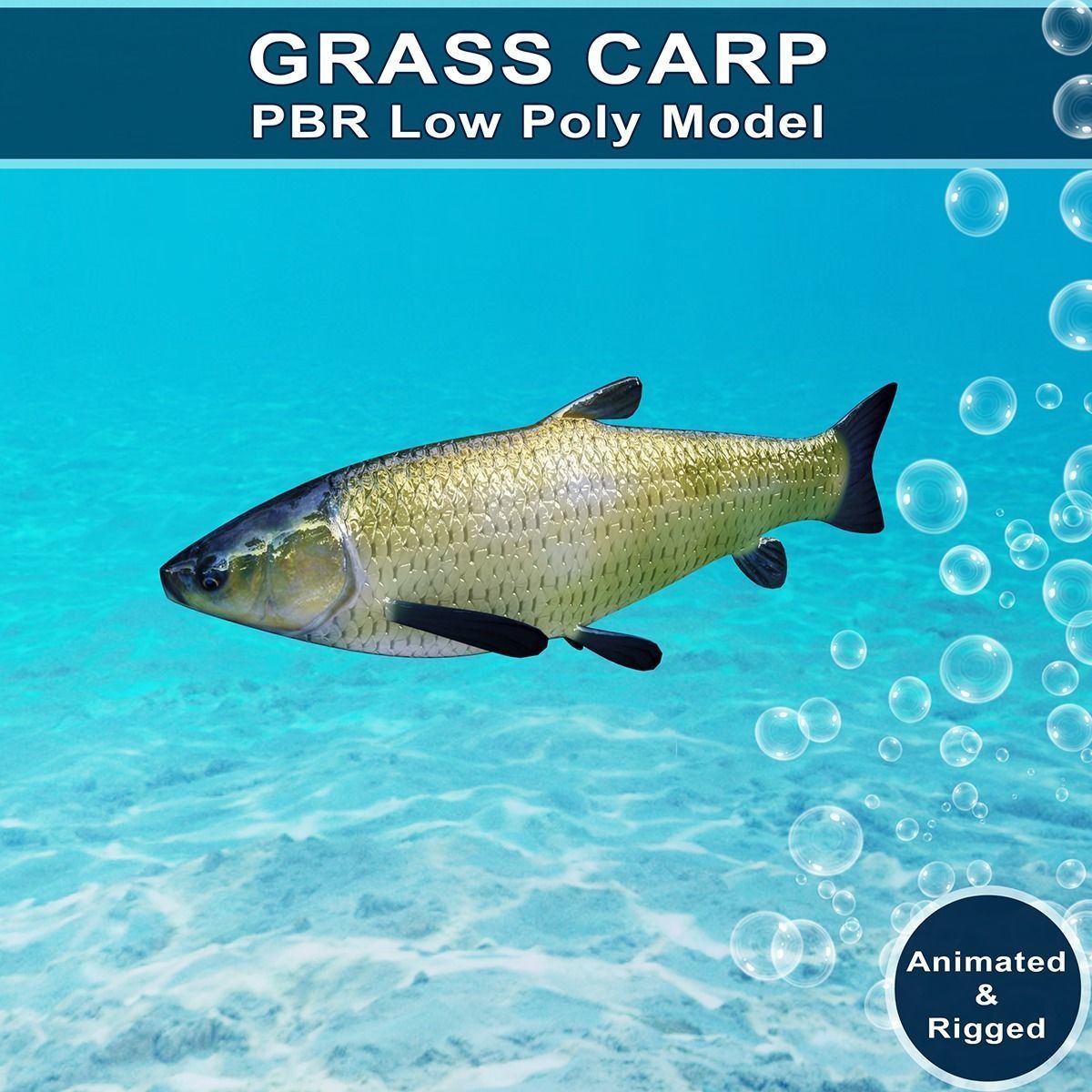 Grass Carp Animated Model Low-poly 3D model_0