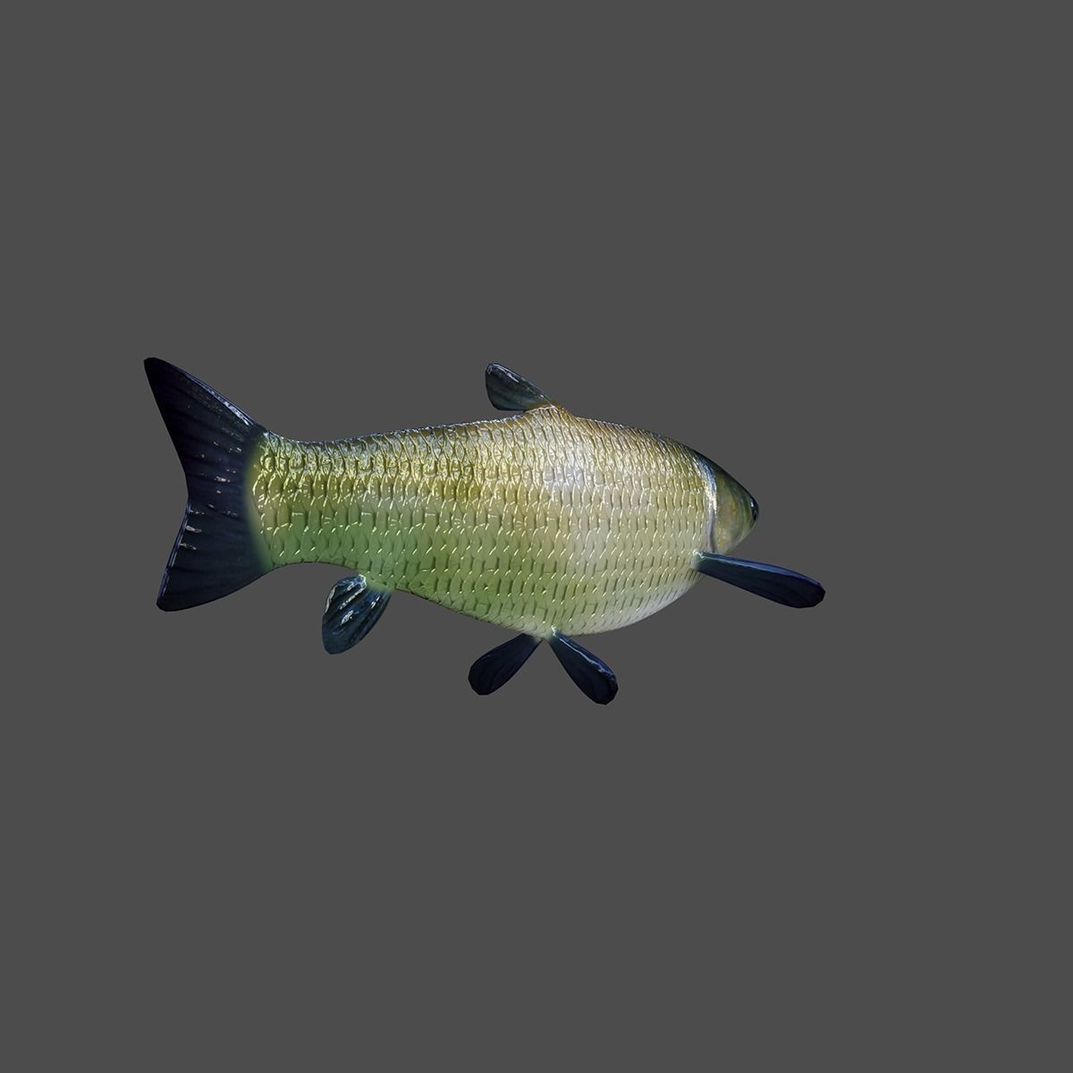 Grass Carp Animated Model Low-poly 3D model_5