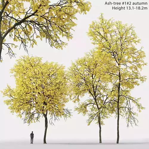 Ash-tree 01 02 autumn H13 18m 3D model