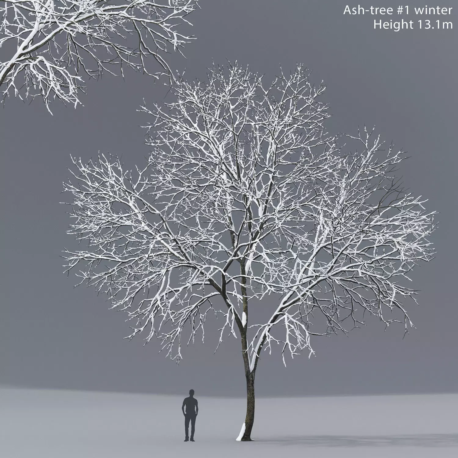 Ash-tree 01 winter 3D model_0