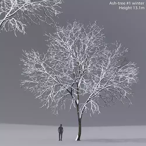 Ash-tree 01 winter 3D model