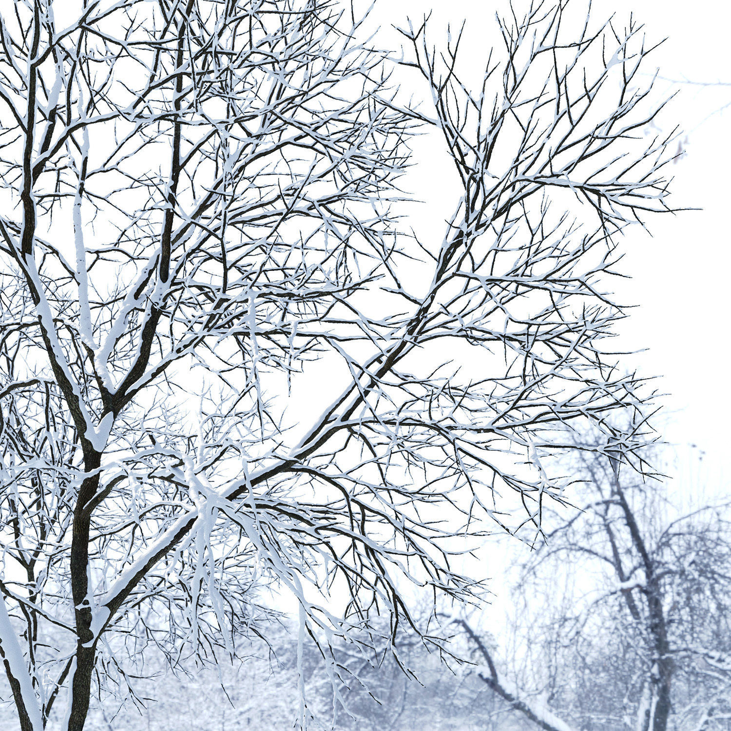 Ash-tree 01 winter 3D model_2