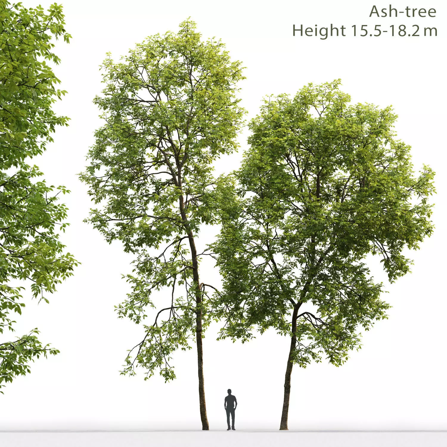 Ash-tree 02 H15 18m 3D model
