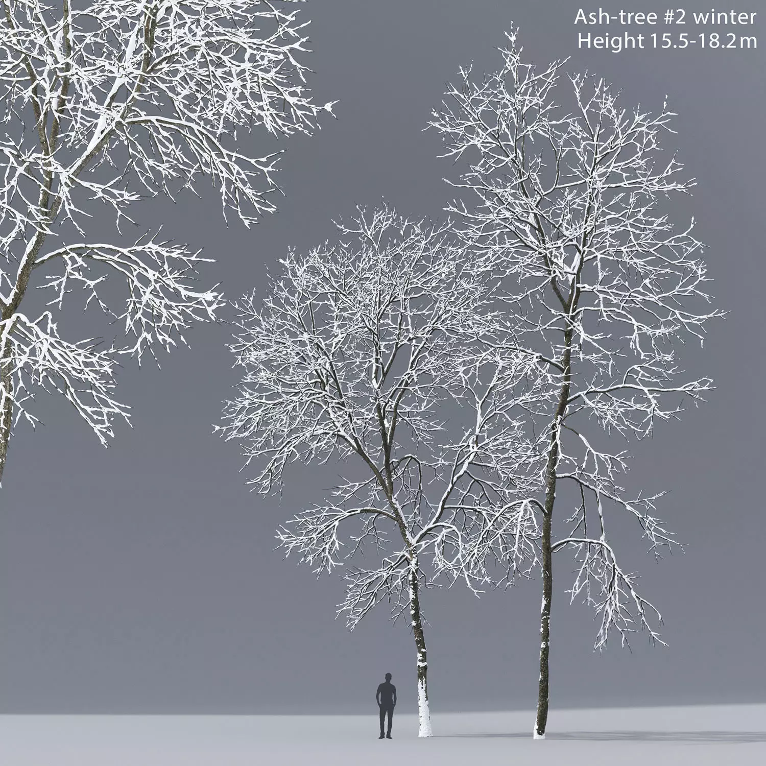 Ash-tree 02 winter H15 18m 3D model