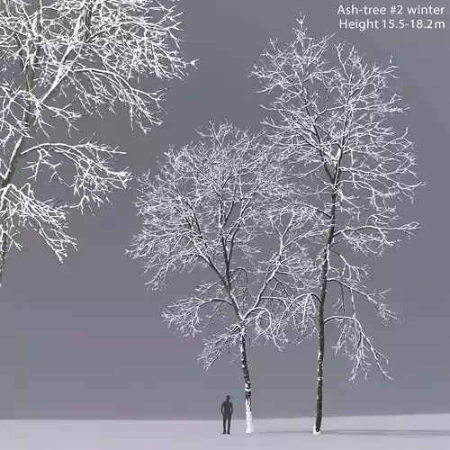 Ash-tree 02 winter H15 18m 3D model