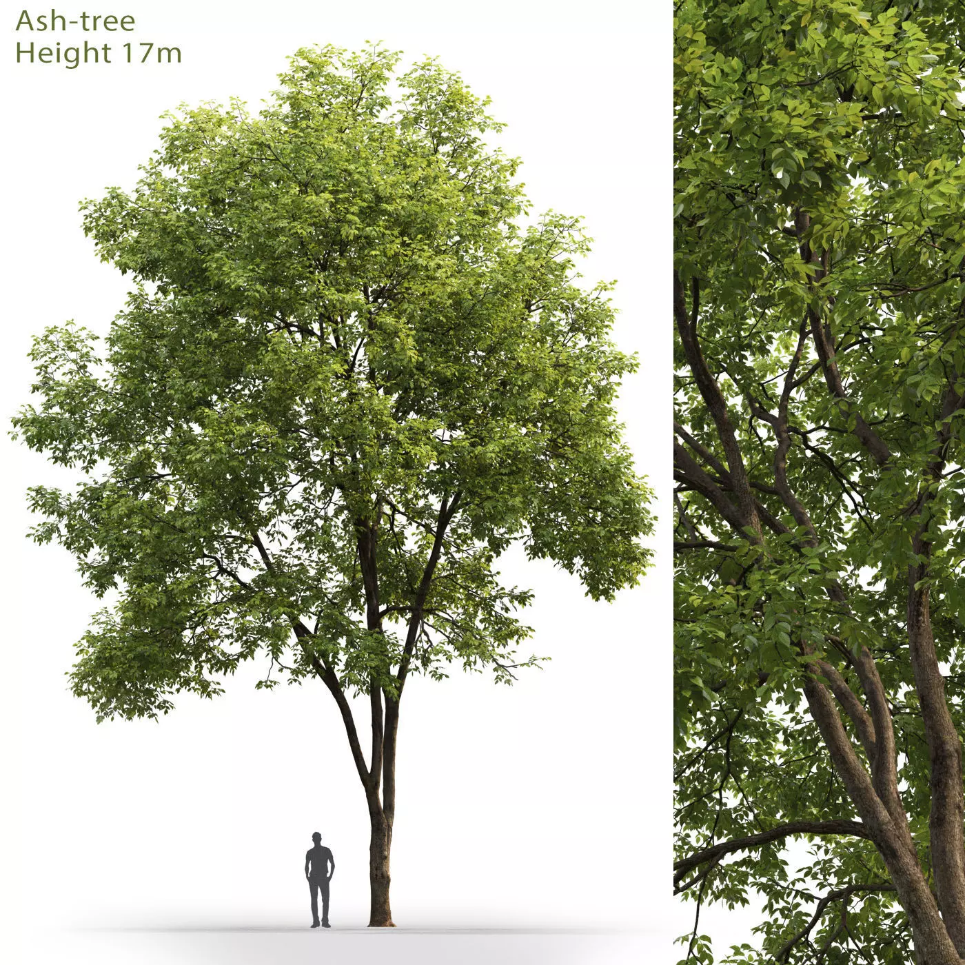 Ash-tree 03 H17m 3D model