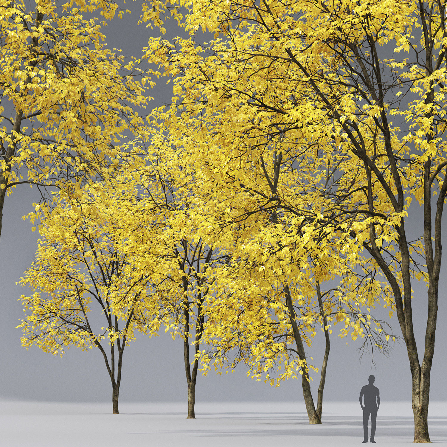 Ash-tree 03 04 autumn H17 18m 3D model_1