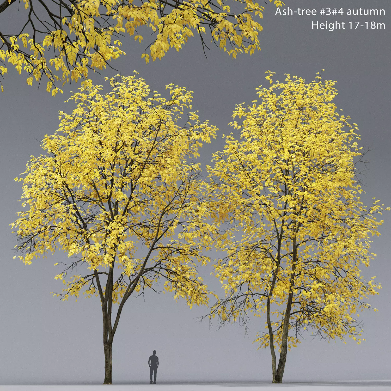 Ash-tree 03 04 autumn H17 18m 3D model_0