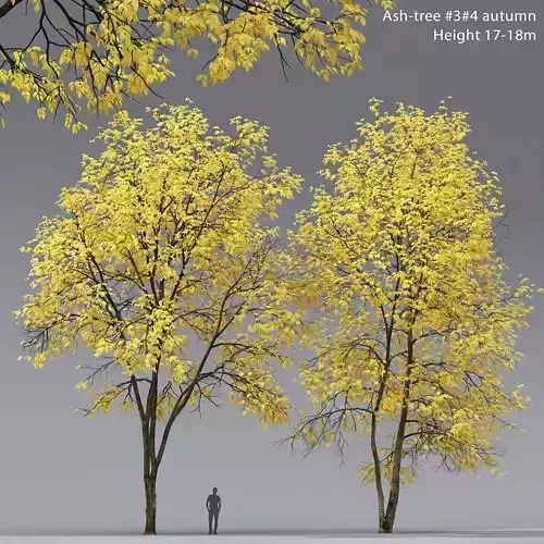 Ash-tree 03 04 autumn H17 18m 3D model