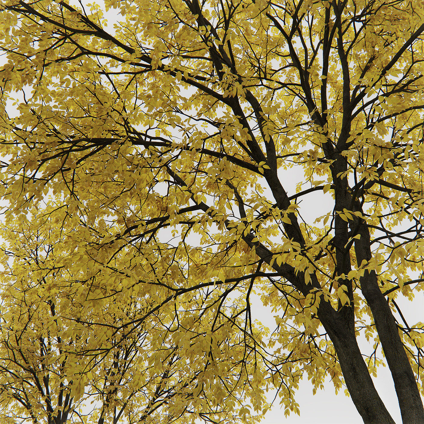 Ash-tree 03 04 autumn H17 18m 3D model_2