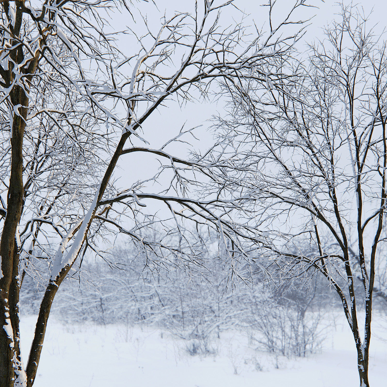 Ash-tree 03 winter 17m 3D model_2