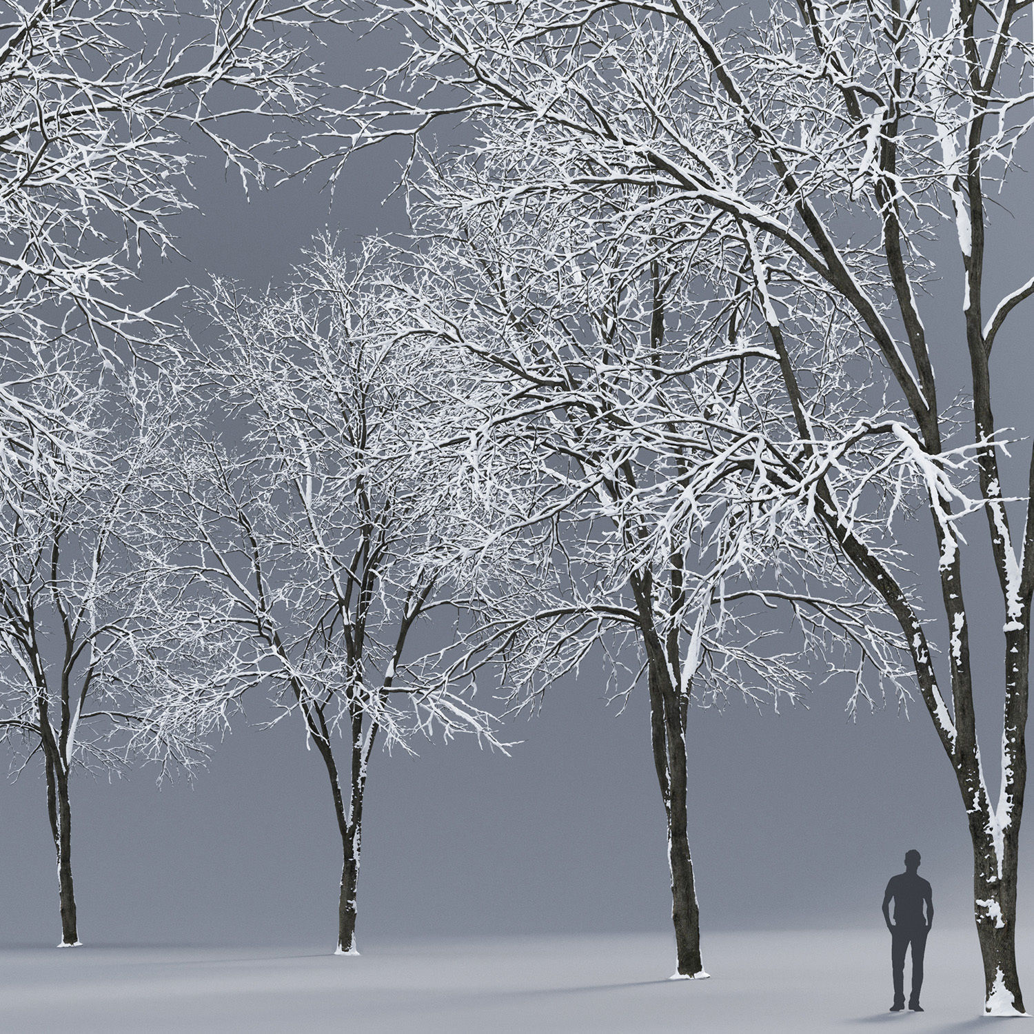 Ash-tree 03 winter 17m 3D model_1