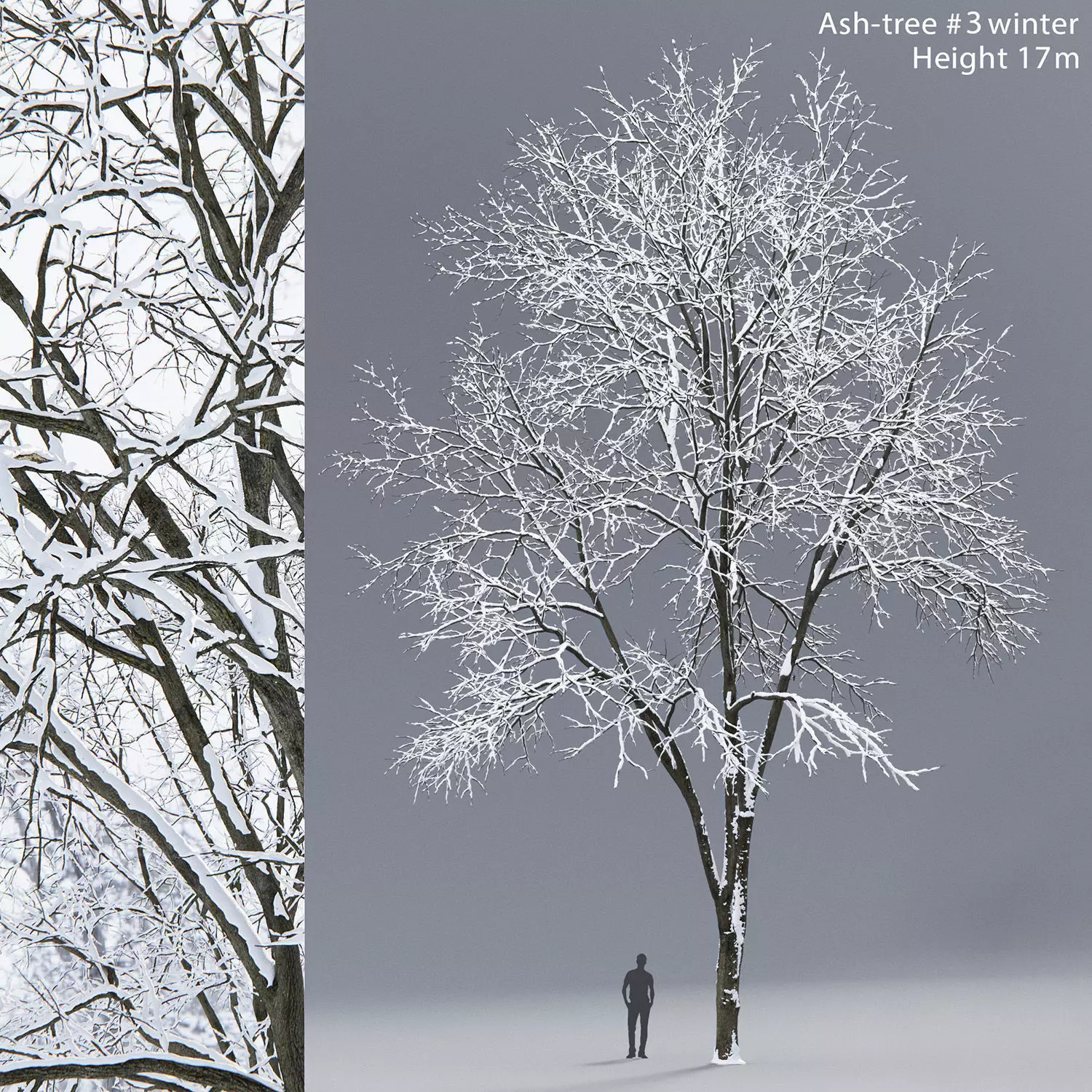 Ash-tree 03 winter 17m 3D model_0