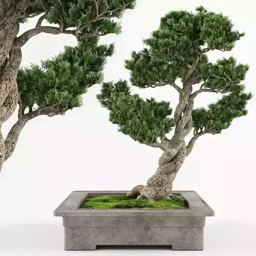 Bonsai tree 04