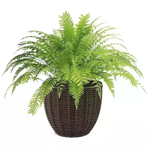 plant collection 08 3D model