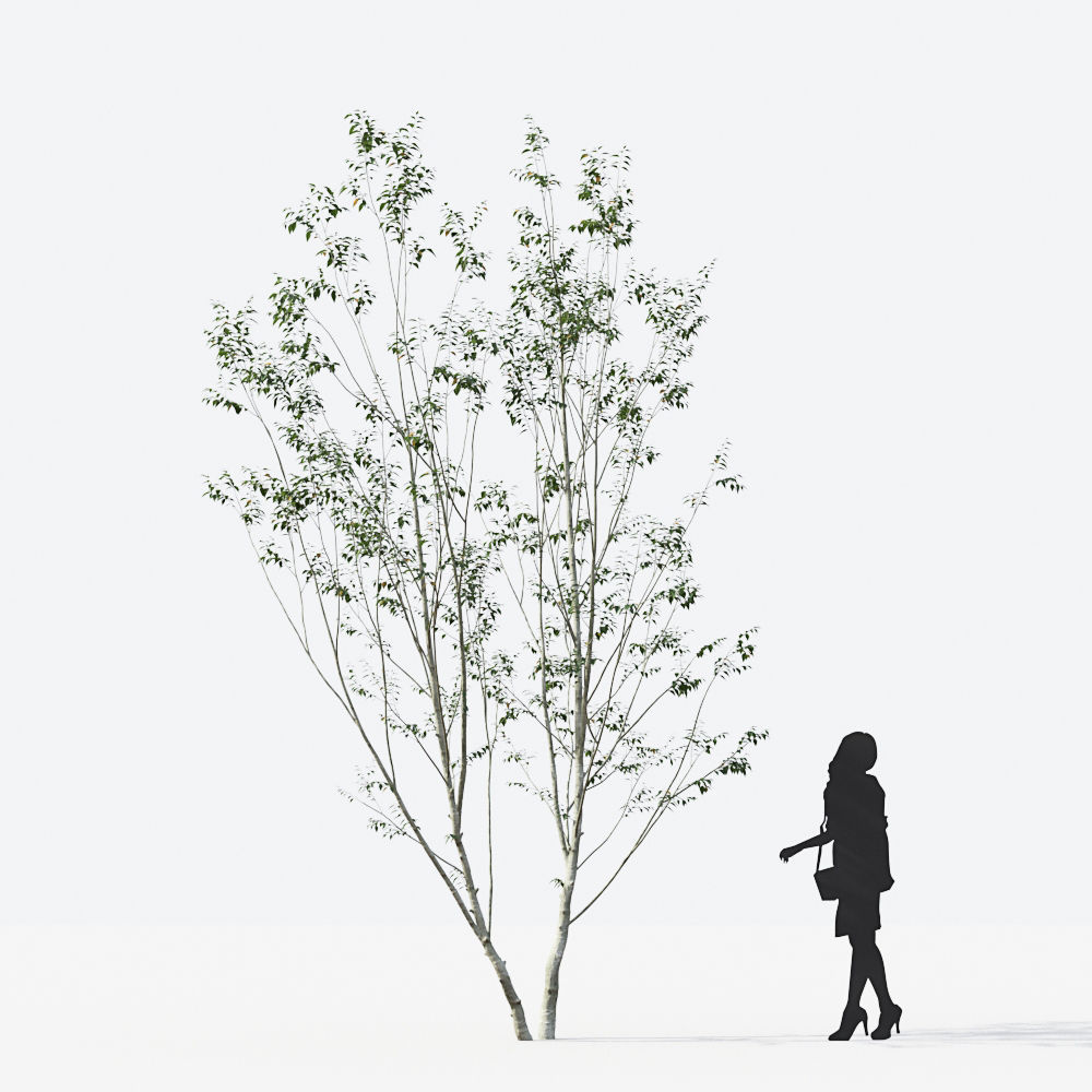 Small Tree Collection - Include GrowFX and Mesh file 3D model_55