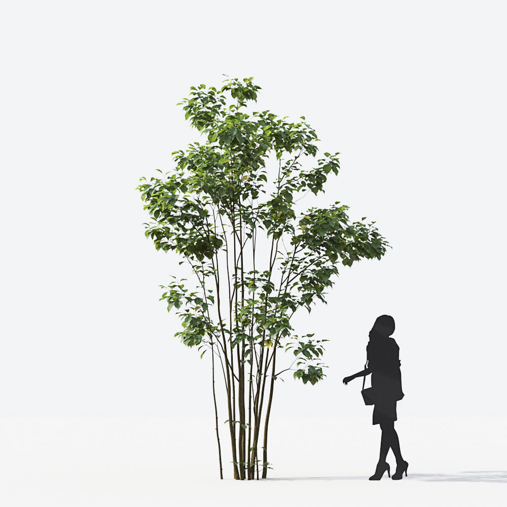 Small Tree Collection - Include GrowFX and Mesh file 3D model_38