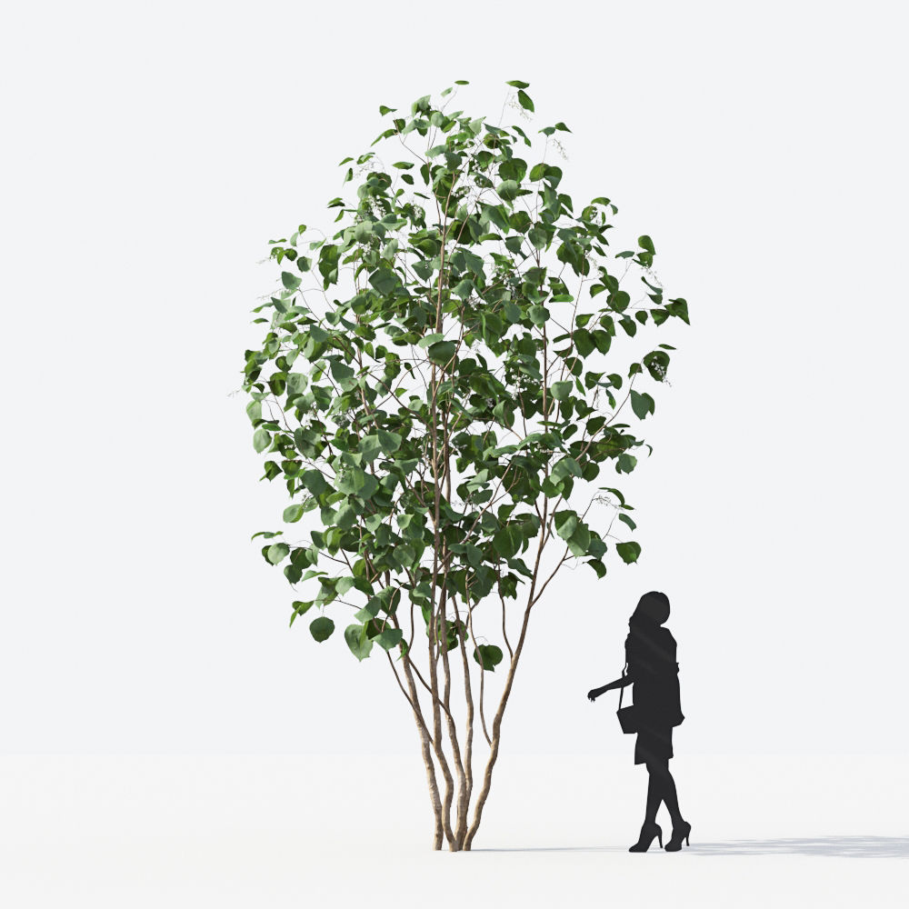 Small Tree Collection - Include GrowFX and Mesh file 3D model_8