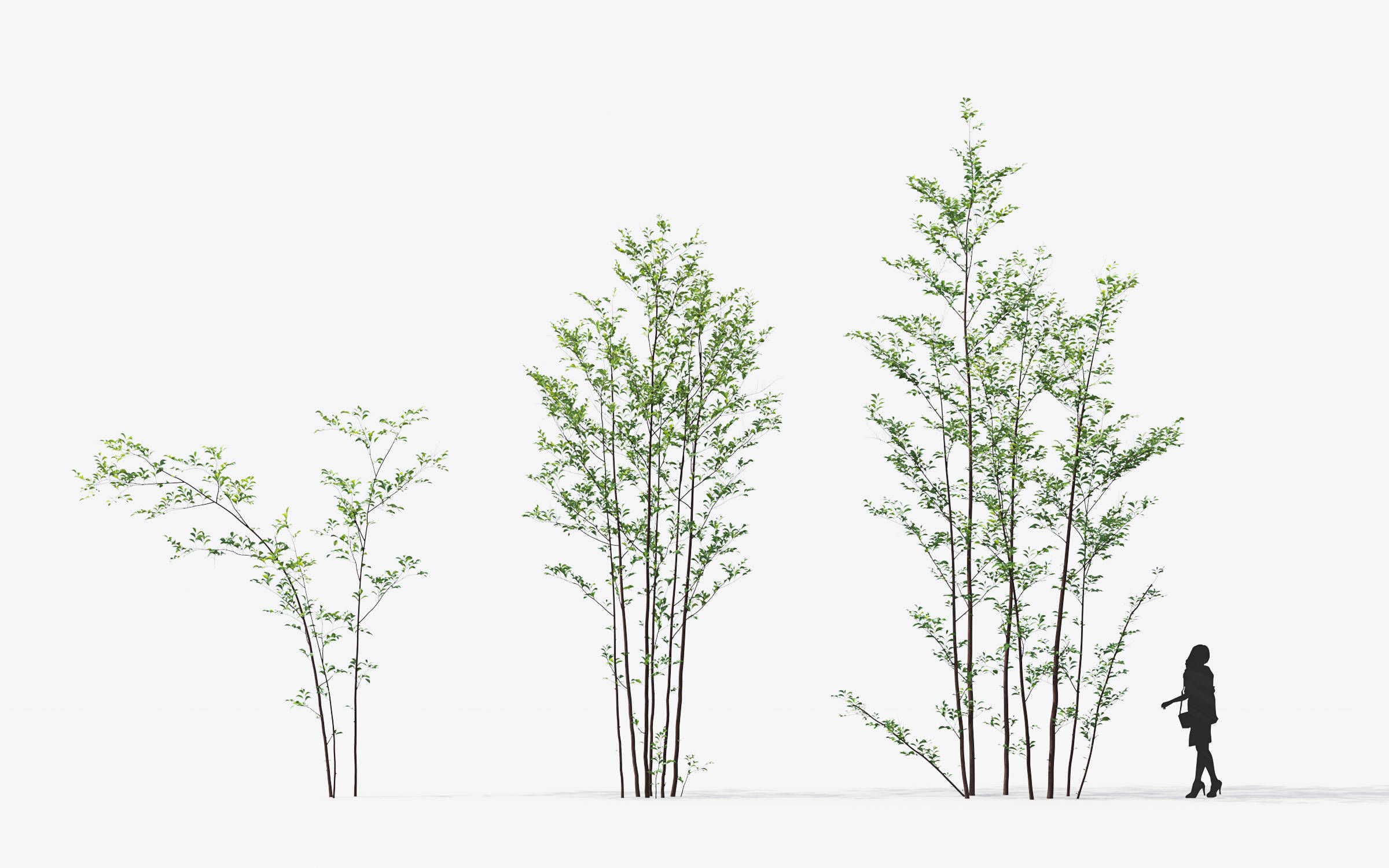 Small Tree Collection - Include GrowFX and Mesh file 3D model_25