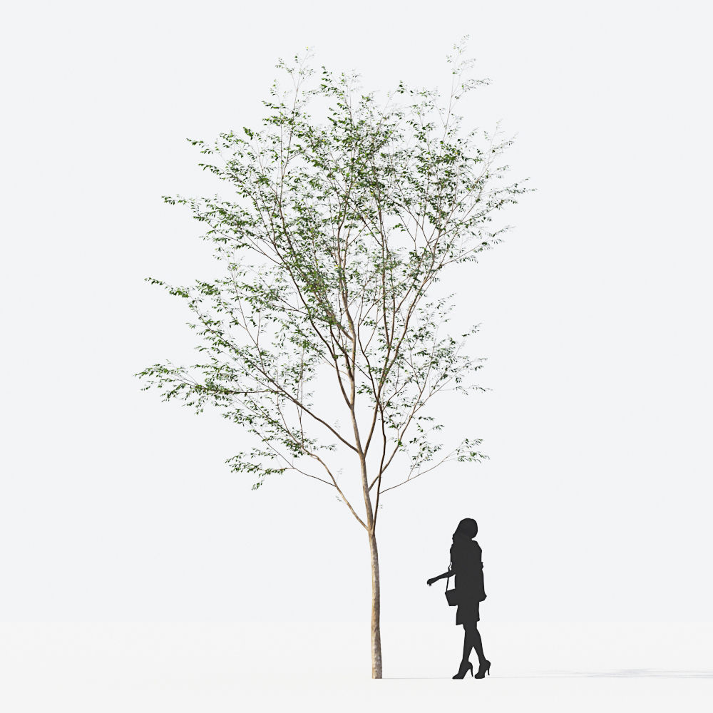 Small Tree Collection - Include GrowFX and Mesh file 3D model_47