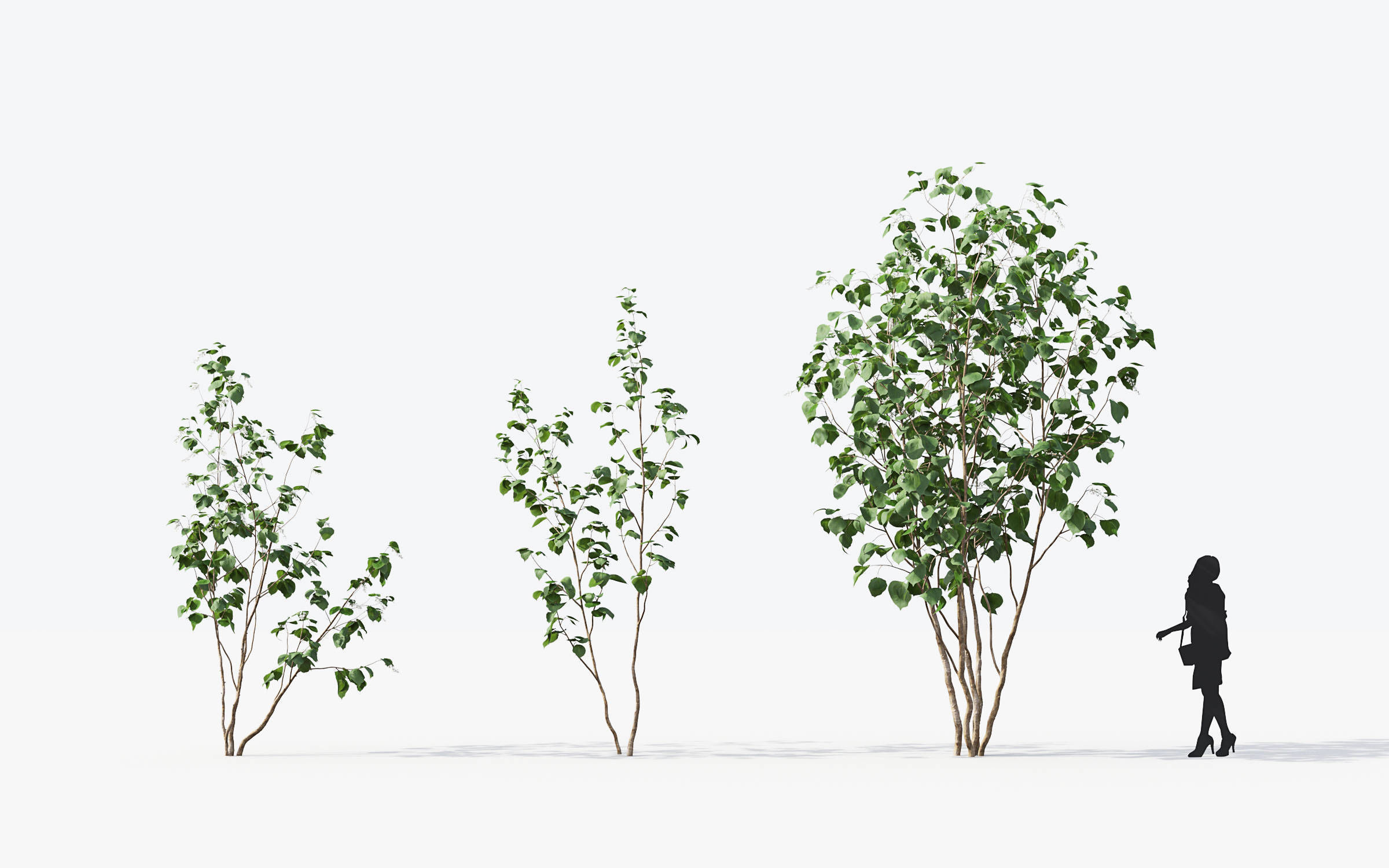 Small Tree Collection - Include GrowFX and Mesh file 3D model_5