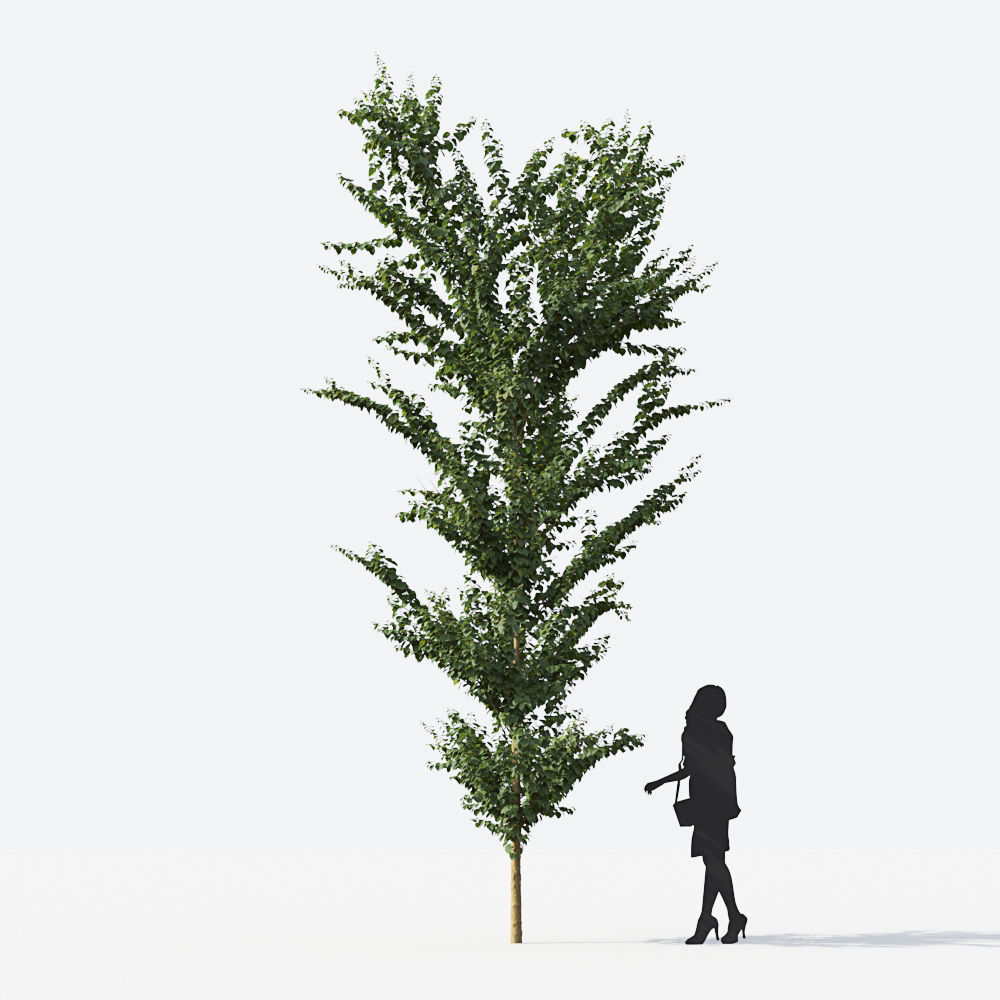 Small Tree Collection - Include GrowFX and Mesh file 3D model_32