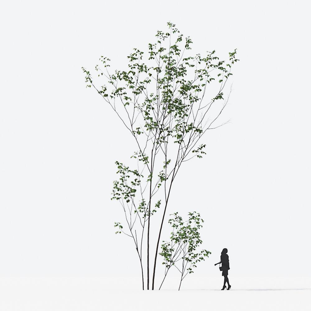 Small Tree Collection - Include GrowFX and Mesh file 3D model_68