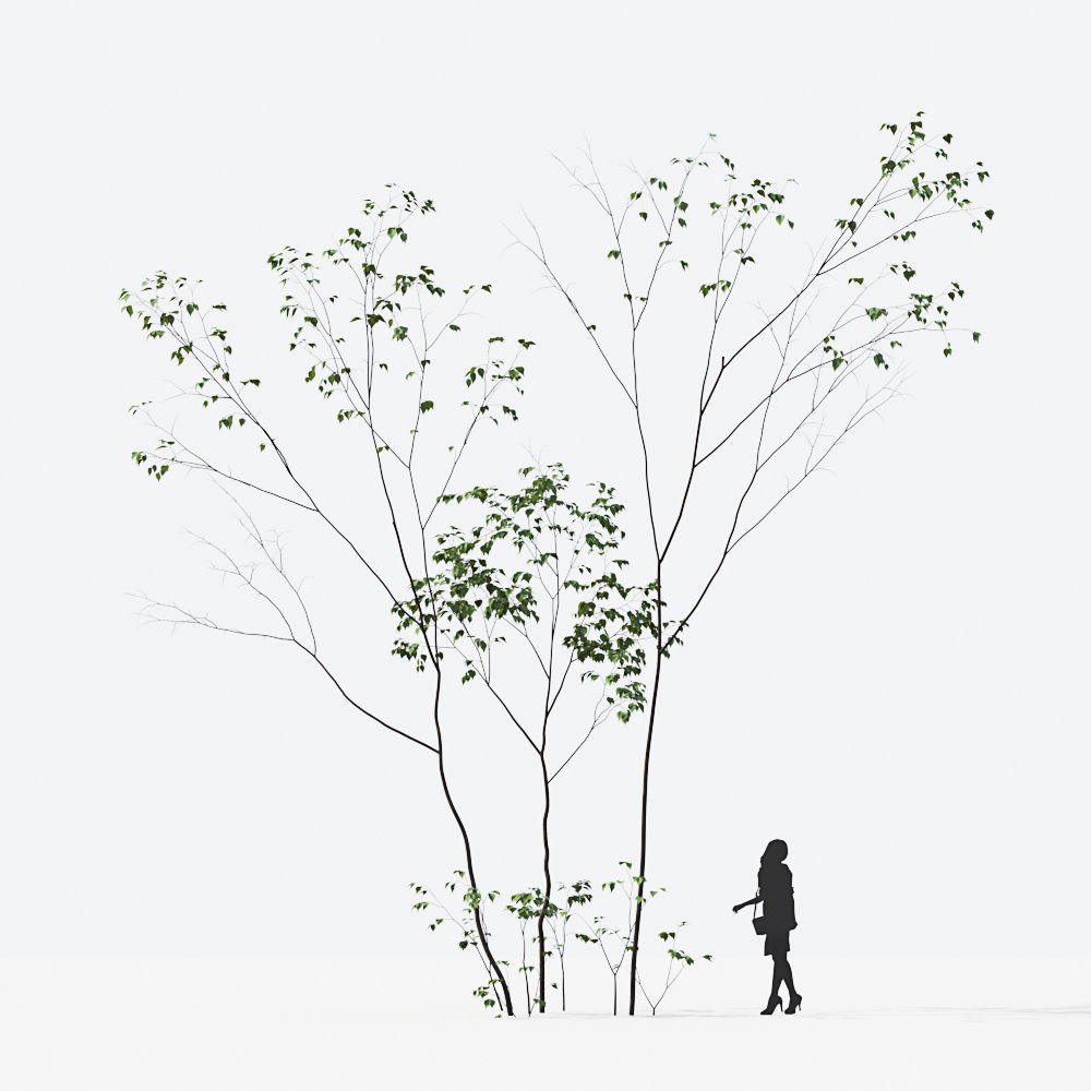 Small Tree Collection - Include GrowFX and Mesh file 3D model_66