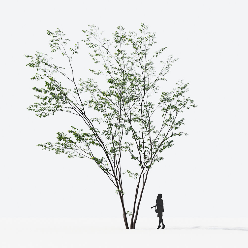 Small Tree Collection - Include GrowFX and Mesh file 3D model_48