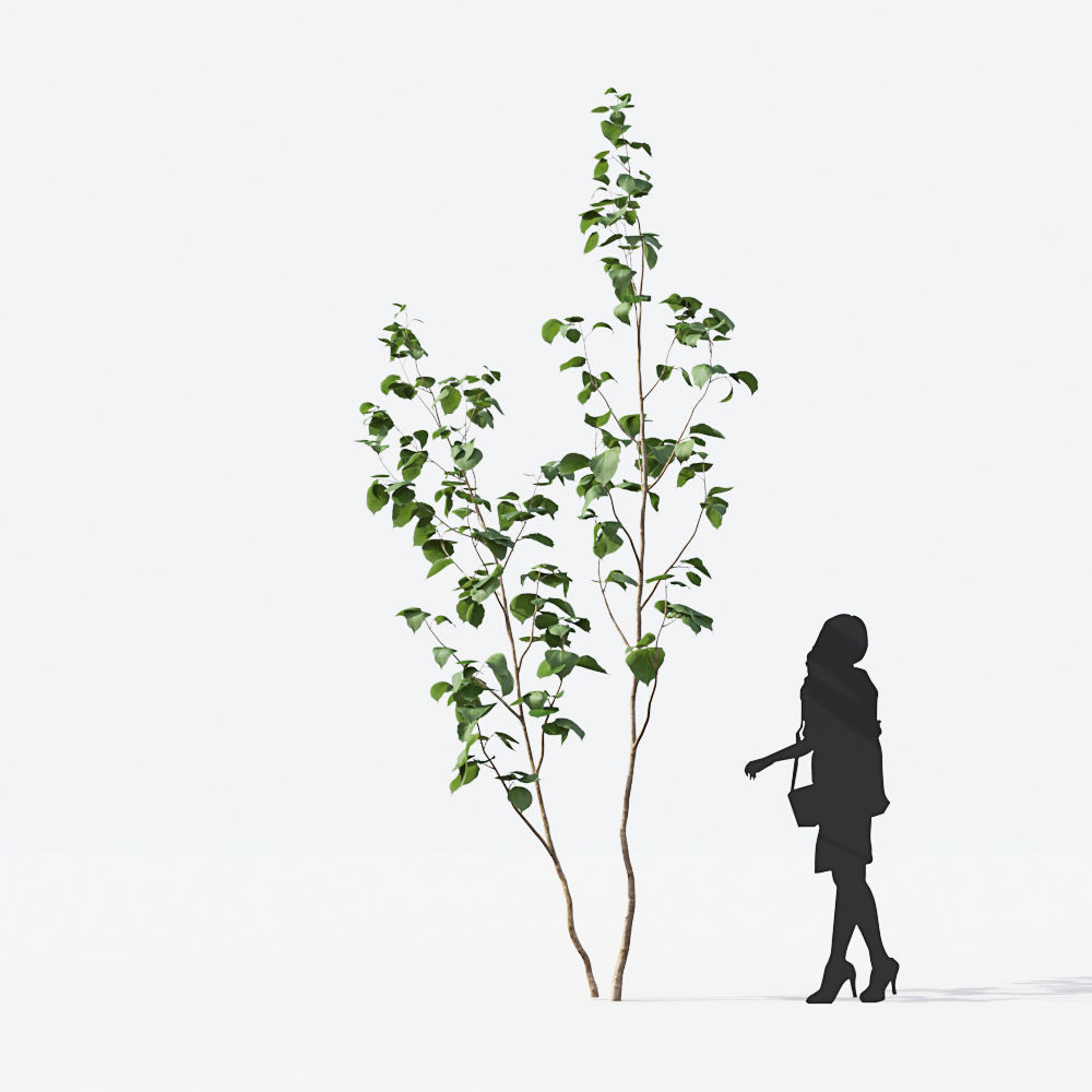 Small Tree Collection - Include GrowFX and Mesh file 3D model_7