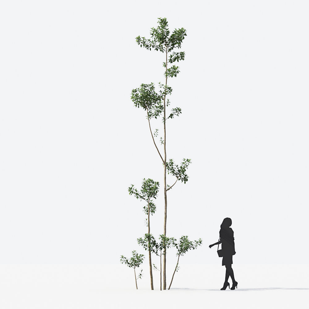 Small Tree Collection - Include GrowFX and Mesh file 3D model_63